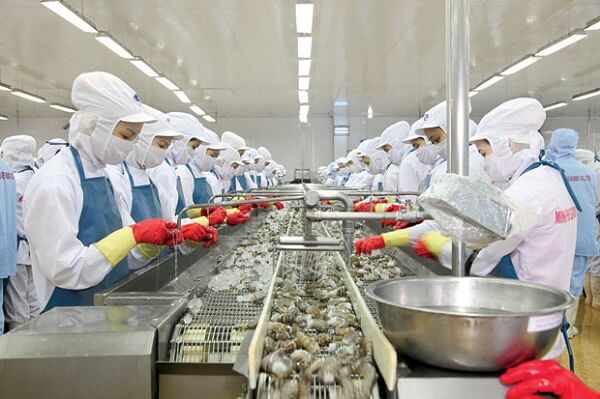 Công nhân nữ đang làm việc tại nhà máy thủy sản ở Nhật Bản