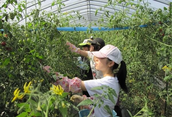 Lao động nữ đang thu hoạch cà chua