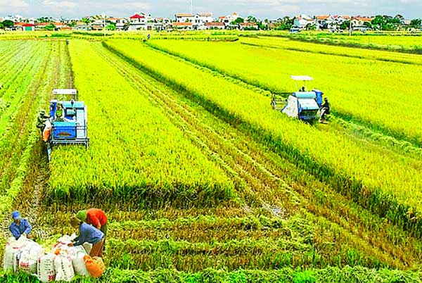 Nông nghiệp - ngành nghề xuất khẩu lao động Đài Loan lương cao