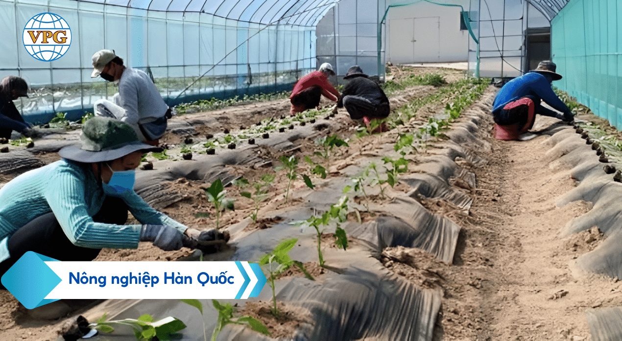 Xuất Khẩu Lao Động- DU HỌC - Việc làm việt phát - 3 1 1